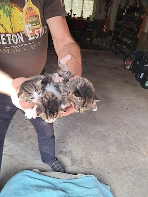 Katzenbabys zu verkaufen 