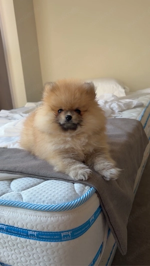 Zwergspitz Pomeranian Welpe