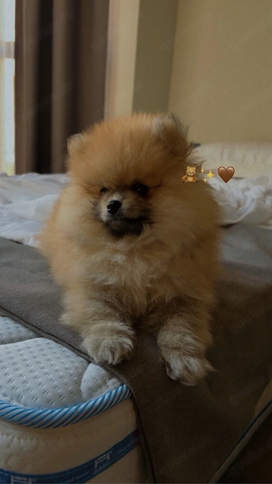 Pomeranian Baby Zwergspitz