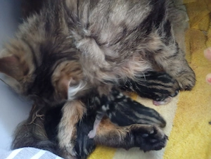 Katzenkinder suchen ein Zuhause Bild 2