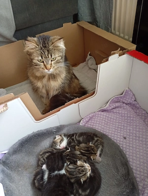 Katzenkinder suchen ein Zuhause Bild 3