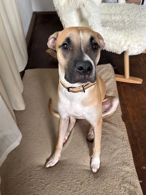   Presa-Canario-Hündin  