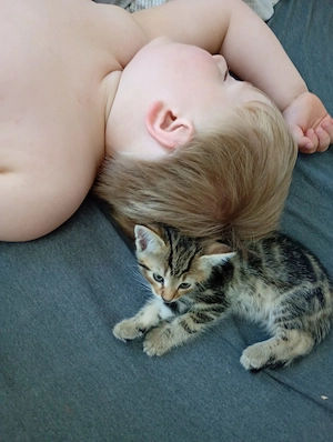 Katzenkinder suchen ein Zuhause Bild 9