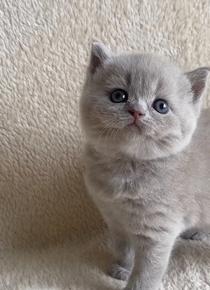 BKH Kitten Reinrassige  