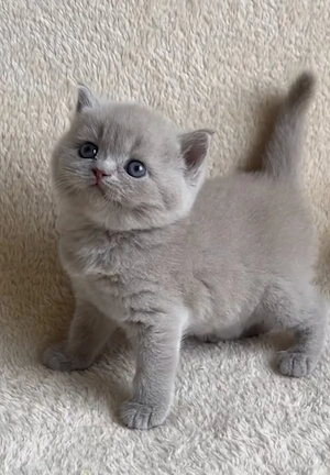 BKH Kitten Reinrassige  