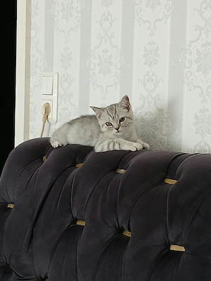 Süße weiße Katze sucht ein liebevolles Zuhause 