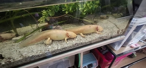 Axolotl suchen ein Neues Zuhause