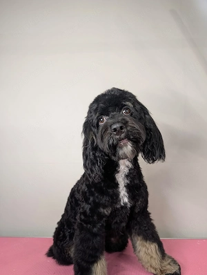 Schwarz-brauner Cockapoo