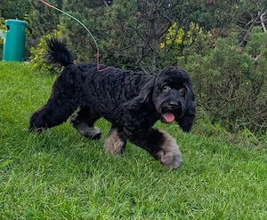 Schwarz-brauner Cockapoo