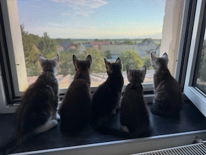 5 Maine-Coon-Mix-Katzen