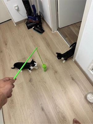 EKH kitten baby+ beide 130euro