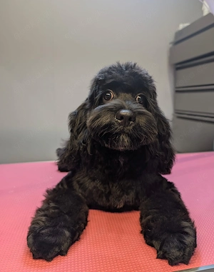 Ein kleiner schwarzer Cockapoo sucht ein Zuhause.