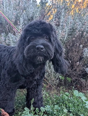 Ein kleiner schwarzer Cockapoo sucht ein Zuhause.