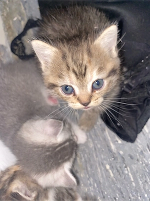 babykatzen 