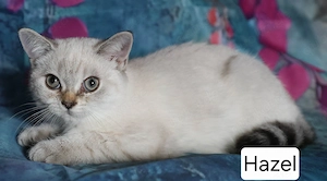 British-Kurzhaar-Kitten 14 Wochen  Schutzgebühr