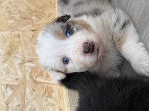 Hübsche,gesunde Australische Shepherd Welpen 