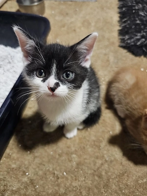 babykatzen zu verkaufen 