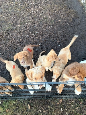 Nova Scotia Duck Tolling Retriever X Australian Shepherd Welpen