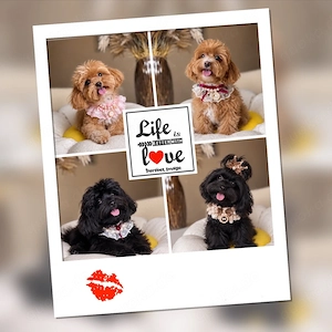 Maltipoo Welpen