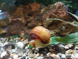 Schöne Schnecken aus Hobbyzucht - Perfekte Algenfresser!