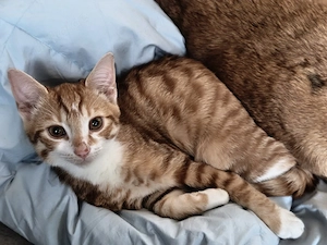  Handaufgezogener kleiner Kater sucht sein Für-immer-Zuhause 