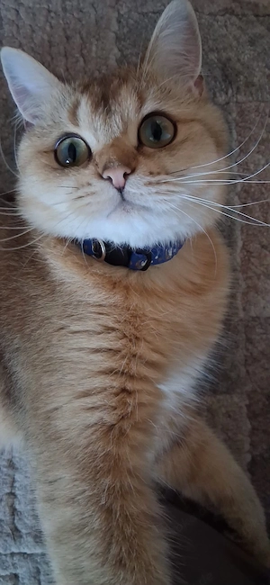  BKH-Katze in gute Hände abzugeben   