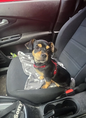  Chihuahua Rüde 