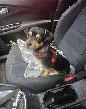 Reinrassige Chihuahua Rüde 