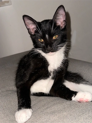 Zwei Kater-kitten suchen gemeinsam ein neues zuhause 