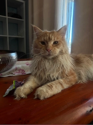 maine coon kater xxl