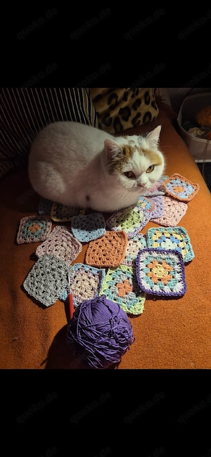 BKH Katze Maika,5Jahre alt.