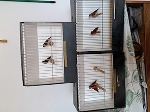 Kapuzenzeisig Pärchen 