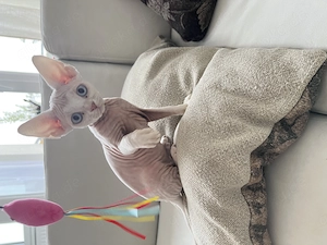 Devon Rex kitten mit blauen wunderschönen Augen