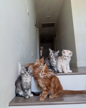    Maine-Coon-Kätzchen suchen liebevolle und verantwortungsvolle Für-immer-Zuhause   