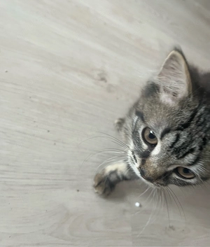    Kleines süßes Katzenmädchen sucht ein liebevolles Zuhause   