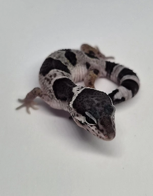 Mack Snow Black Night het. Eclipse 
