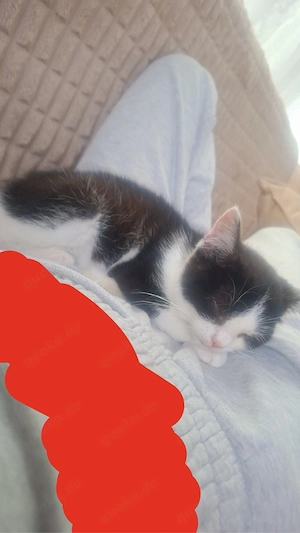 bkh kitten 