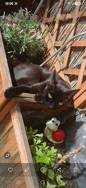 3 Bezaubernde Mix Kitten  schwarz mit weißem Fleck an der Brust