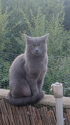 Bezaubernde Mix Kitten 