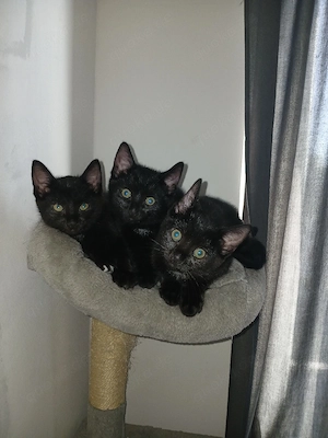 3 Bezaubernde Mix Kitten  schwarz mit weißem Fleck an der Brust
