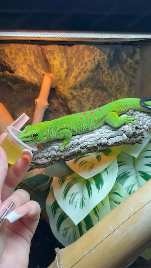 0.1 Phelsuma grandis Taggecko 