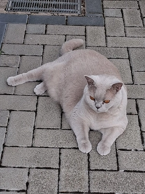 Kater kastriert 