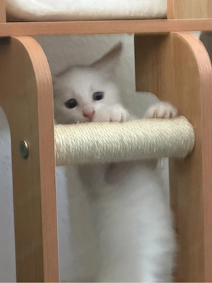 katzenbabys suchen ein neues Heim