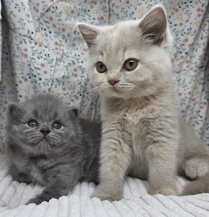 Noch 2 Bkh Blh Kitten mit Stammbaum 