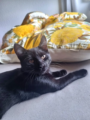 Wunderschöner Kater
