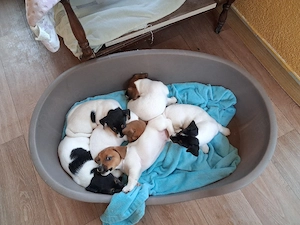 süße Jack Russel Welpen