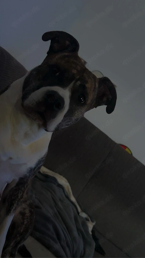 amercian bully weibchen 4 jahre