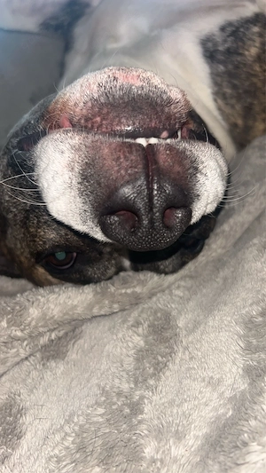 american bully
