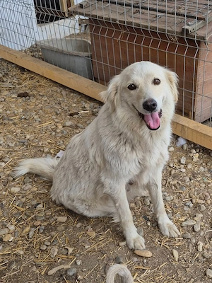 Marilyn - ruhige Hundedame sucht ruhiges Für immer Zuhause 