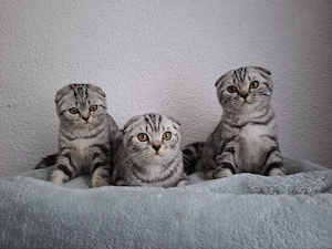 3 Kitten suchen neue Zuhause 